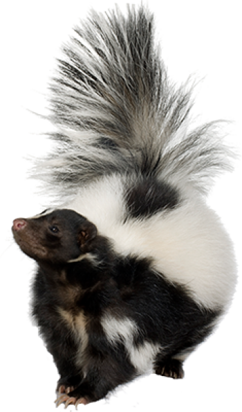 臭鼬png_臭鼬png免费下载_臭鼬 png免抠素材_png派